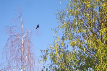 Crow