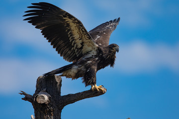 3-months old bald eagle eaglet, seen in the wild in  North California