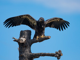 3-months old bald eagle eaglet landing, seen in the wild in  North California