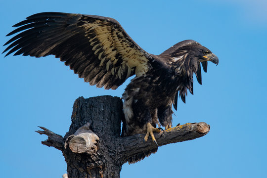 3-months old bald eagle eaglet landing, seen in the wild in  North California