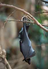 Bat hanging on a branch