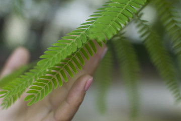woman touches the palm branch