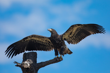 3-months old bald eagle eaglet landing, seen in the wild in  North California
