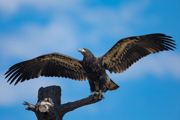 3-months old bald eagle eaglet landing, seen in the wild in  North California