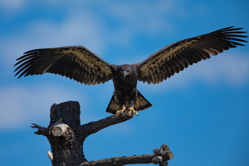 3-months old bald eagle eaglet landing, seen in the wild in  North California