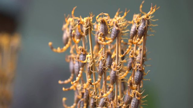 Live scorpions skewers in Wangfujing snack street