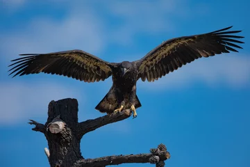 Crédence de cuisine en plexiglas Aigle 3-months old bald eagle eaglet landing, seen in the wild in  North California