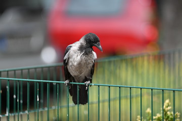 A fog crow on a fence looking for food in Berlin-Germany