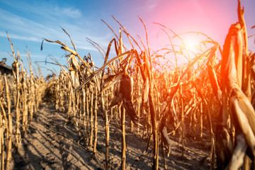Destroyed corn field