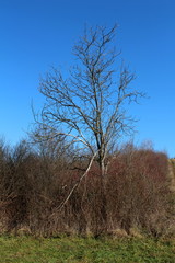 Tall dead tree completely without leaves and with broken branches rising above dried winter vegetation and green grass with clear blue sky in background