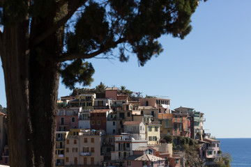 Fototapeta premium Detail cityscape of Manarola, Italy, with tree in the foreground