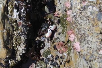 Tide Pool Crab