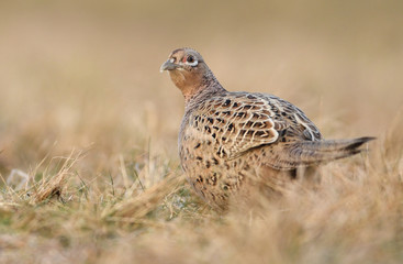 Ringneck Pheasant (Phasianus colchicus) female