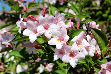 Weigela Rosea funnel shaped light pink fully open and closed flowers on light green leaves and blue sky background