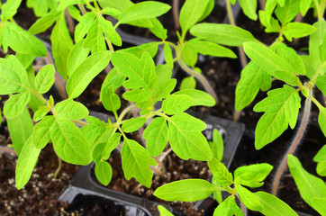 Green tomato seedling