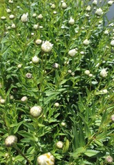 Shasta daisies beginning to bloom