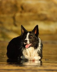 Border Collie dog lying down on wet sand beach