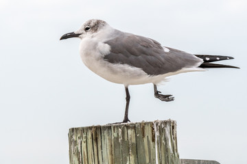 This way to the ocean