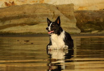 Border Collie dog lying down on wet sand beach