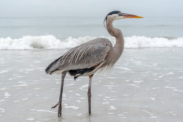 Beach Bird