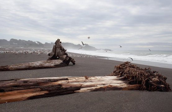 Large driftwood on beach with seagulls at Gualala Point Regional Park in Mendocino, Calfironia
