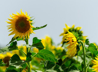 closeup on the flowers of a sunflower on a field full of flowers
