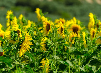 closeup on the flowers of a sunflower on a field full of flowers