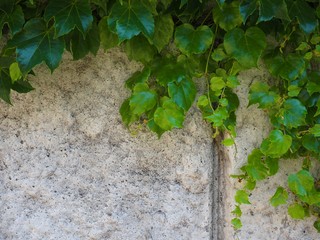 Ivy Stone Wall