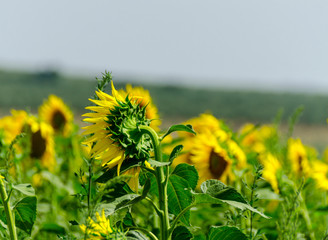 closeup on the flowers of a sunflower on a field full of flowers