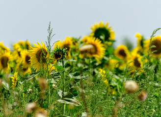 closeup on the flowers of a sunflower on a field full of flowers