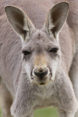 Naklejka na ściany i meble Kangaroo Close Up