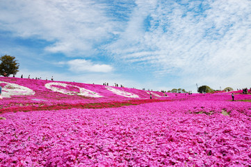 広島県世羅町 フラワーロード　芝桜