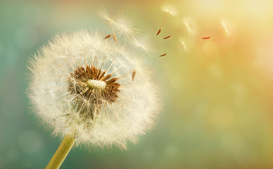 Fototapeta premium Dandelion z latającymi ziarnami na pięknym świetlistym tle