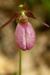 Single pink lady's slipper flower in Newport, New Hampshire.