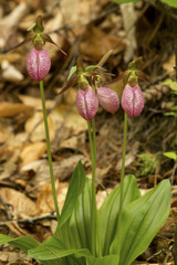 Cluster of pink lady's slipper flowers in New Hampshire.
