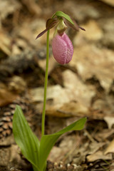 Single pink lady's slipper flower in Newport, New Hampshire.