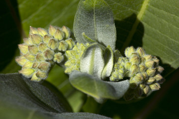 Flower buds of common milkweed in Vernon, Connecticut.