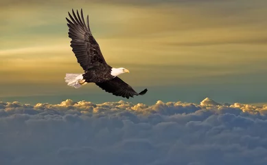 Fotobehang Arend Amerikaanse zeearend die boven de wolken vliegt