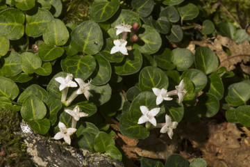 Twin flowers of partridgeberry in Vernon, Connecticut.