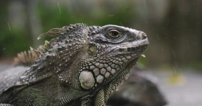 close-up of an iguana that remains motionless on the branch waiting for a prey to eat. Concept of wild animals, reptiles,