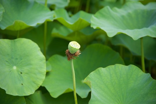 연꽃이 지다.