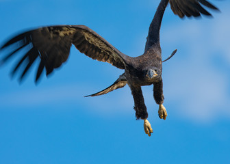 3-months old bald eagle eaglet in a dive, seen in the wild in  North California