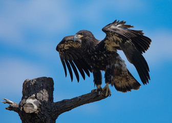 3-months old bald eagle eaglet landing, seen in the wild in  North California
