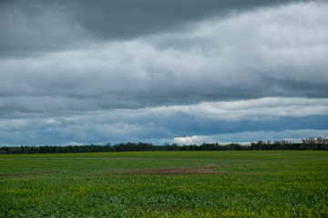 Fototapeta na wymiar canola crops under cloud cover, Saskatchewan, Canada.