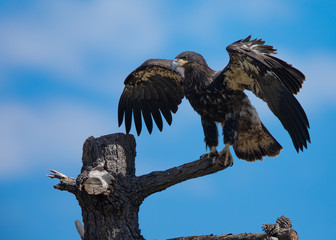 Obraz premium 3-months old bald eagle eaglet landing, seen in the wild in North California