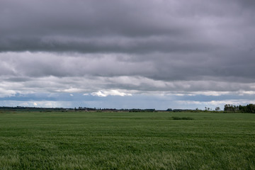 Wheat crops under cloud cover, Saskatchewan, Canada.
