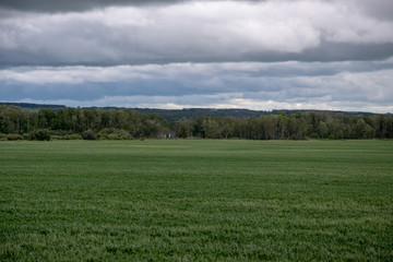 Fototapeta na wymiar Wheat crops under cloud cover, Saskatchewan, Canada.