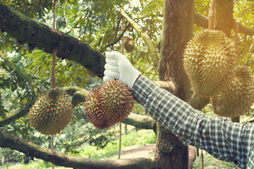 Gardener harvesting Durian fruit.