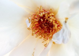Flower Vignette 