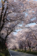 満開の桜が咲く風景